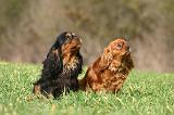 CAVALIER KING CHARLES 760